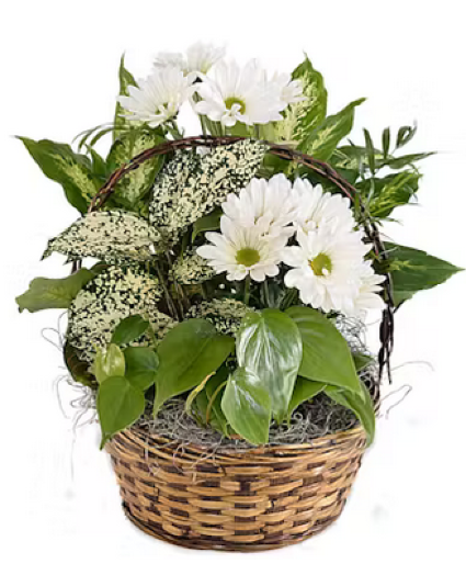 DISHGARDEN WITH FRESH WHITE DAISES PLANT
