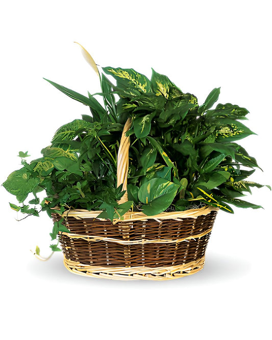 LARGE GARDEN BASKET PLANTS