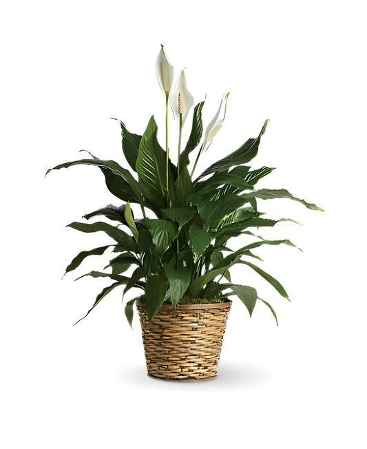 PEACE LILY PLANT 8"