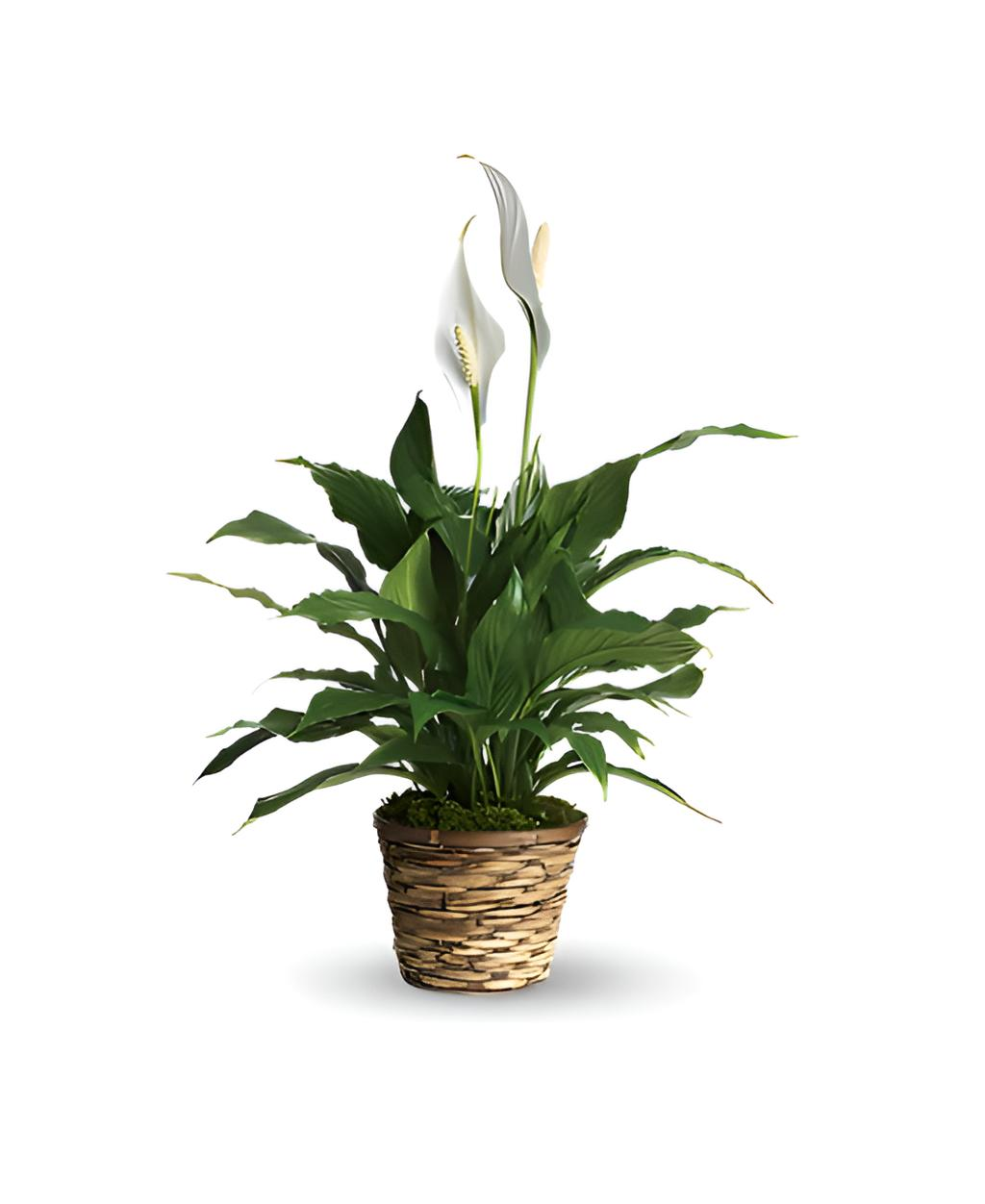 PEACE LILY PLANT SMALL 6" - Shown as the deluxe